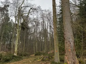 Prodej podílu lesa, Pertoltice, 4226 m2