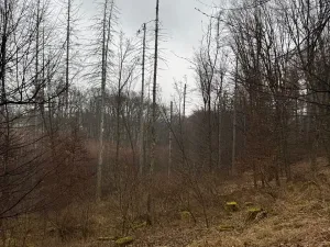 Prodej podílu lesa, Pertoltice, 4226 m2