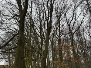 Prodej podílu lesa, Pertoltice, 4226 m2