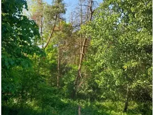 Prodej lesa, Lipník, 2058 m2