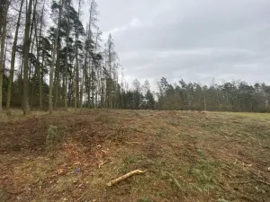 Prodej lesa, Blížejov - Lštění, 4624 m2