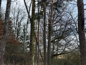 Prodej lesa, Klatovy, 8497 m2