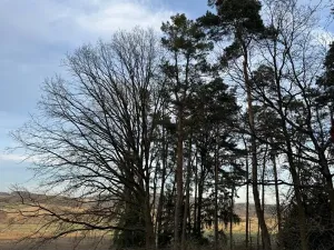 Prodej lesa, Klatovy, 8497 m2