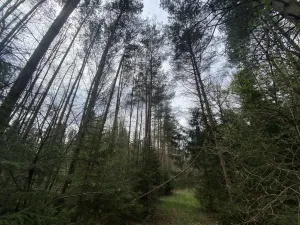 Prodej pozemku, Volfířov - Brandlín, 5958 m2