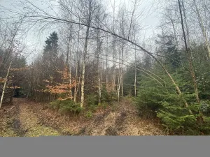 Prodej lesa, Kolinec - Buršice, 3423 m2