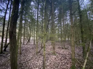 Prodej lesa, Blížejov - Lštění, 6627 m2
