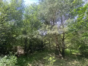 Prodej lesa, Šarovy, 11619 m2