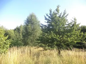 Dražba lesa, Dětmarovice, 2629 m2