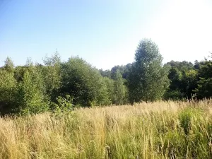 Dražba lesa, Dětmarovice, 2629 m2