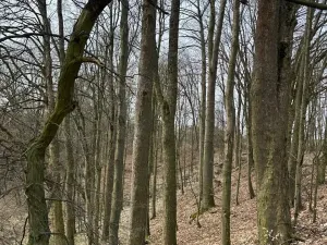 Prodej podílu lesa, Maletín, 10553 m2