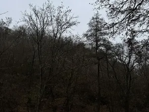 Prodej podílu lesa, Praha, 4596 m2