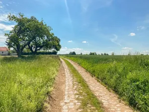 Prodej pozemku pro bydlení, Oleška, 804 m2