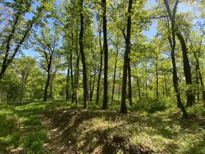 Prodej lesa, Silůvky, 1519 m2