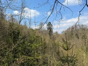 Prodej podílu lesa, Železný Brod, 5530 m2