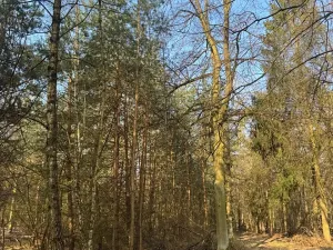 Prodej lesa, Horušice, 9643 m2
