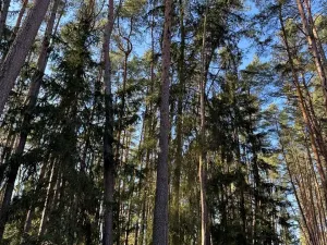 Prodej lesa, Slabčice, 744 m2
