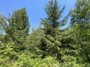 Prodej lesa, Kropáčova Vrutice - Sušno, 15167 m2