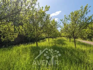 Prodej sadu/vinice, Nedašov, 1282 m2