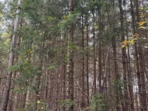 Prodej lesa, Chrášťany, 3640 m2