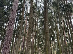 Prodej lesa, Chrášťany, 3640 m2