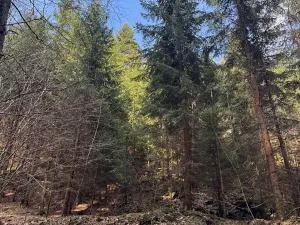 Prodej lesa, Železný Brod, 4901 m2