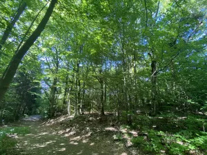Prodej lesa, Svébohov, 239 m2