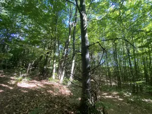 Prodej lesa, Svébohov, 239 m2