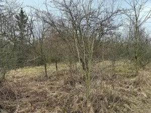 Prodej zahrady, Bechlín, 630 m2