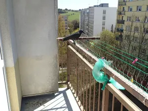 Pronájem bytu 3+1, Hlinsko, Družstevní, 62 m2