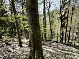 Prodej lesa, Dobřany, 12043 m2