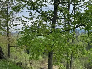 Prodej lesa, Bukovina u Čisté, 12070 m2