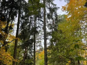Prodej lesa, Chrášťany, 2788 m2