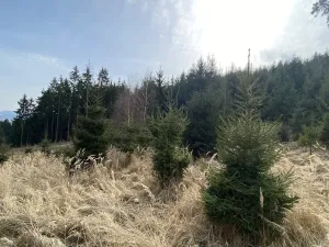 Prodej louky, Městečko Trnávka - Lázy, 1026 m2