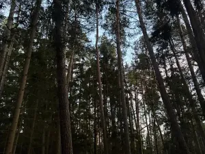 Prodej lesa, Puclice, 13840 m2