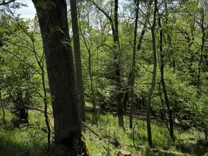 Prodej lesa, Lesnice, 1410 m2