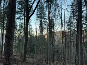 Prodej lesa, Zděchov, 5729 m2