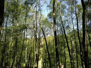 Prodej lesa, Řepín, 5226 m2