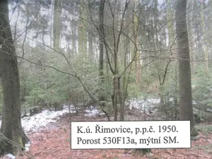 Prodej lesa, Řimovice, 522 m2