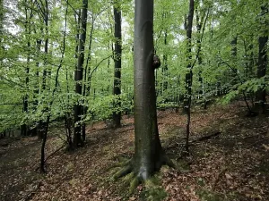 Prodej lesa, Bernartice, 23360 m2
