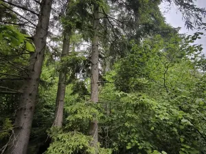 Prodej lesa, Zábřeh, 4422 m2