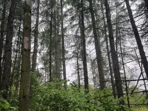 Prodej lesa, Zábřeh, 4422 m2