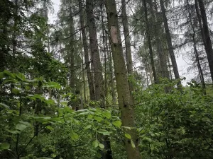 Prodej lesa, Zábřeh, 4422 m2
