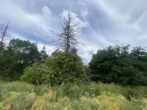 Prodej lesa, Slavičky - Pozďátky, 560 m2