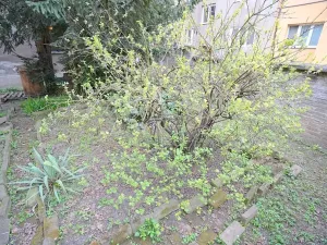 Prodej rodinného domu, Kralupy nad Vltavou, Jana Palacha, 132 m2