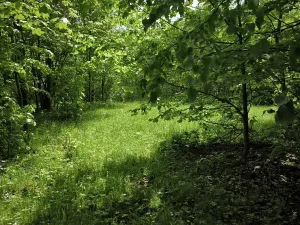 Prodej lesa, Nový Hrozenkov, 21241 m2