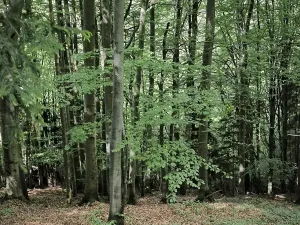 Prodej lesa, Nový Hrozenkov, 21241 m2