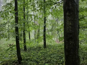 Prodej podílu lesa, Pustiměř, 1292 m2