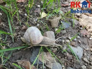 Prodej pozemku, Pertoltice pod Ralskem, 49299 m2