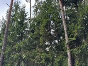 Prodej lesa, Všemyslice, 12022 m2
