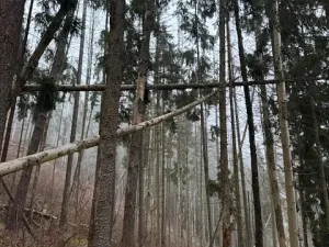 Prodej lesa, Vacov, 24200 m2